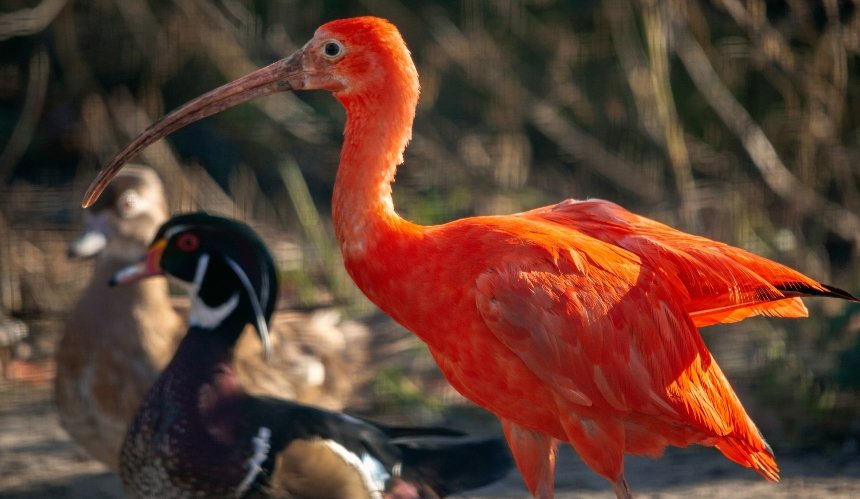 Екзотичні птахи Київського зоопарку переїхали до оновленого літнього вольєра: фото
