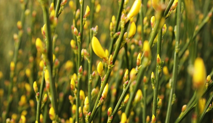 Вихідні та святкові дні у квітні: скільки відпочиватимуть українці