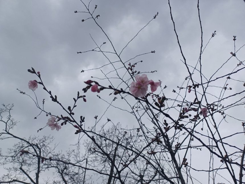У Києві розпочалося цвітіння сакур та магнолій