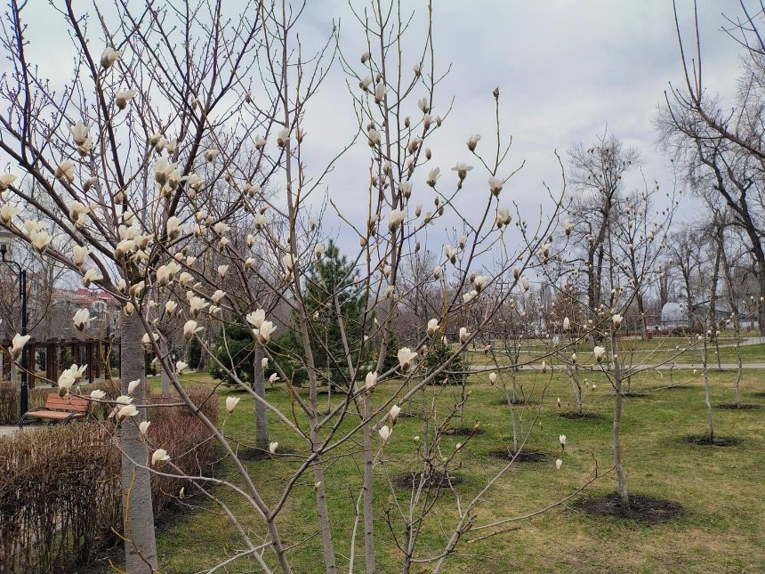 У Києві розпочалося цвітіння сакур та магнолій