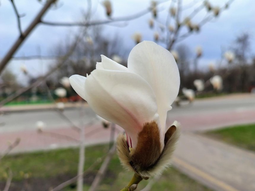У Києві розпочалося цвітіння сакур та магнолій