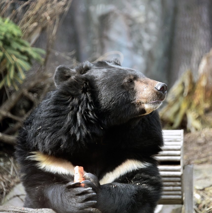 У КиївЗоо остаточно прокинулися ведмеді Бері та Боб