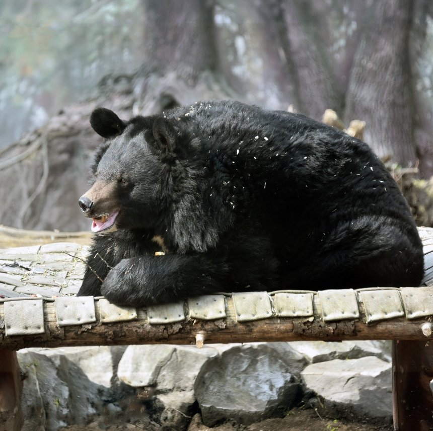 У КиївЗоо остаточно прокинулися ведмеді Бері та Боб