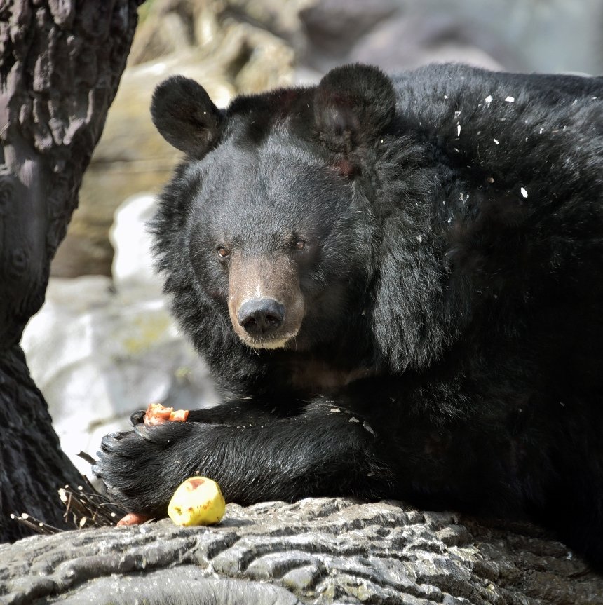 У КиївЗоо остаточно прокинулися ведмеді Бері та Боб
