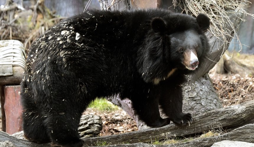 У КиївЗоо прокинулися ведмеді Бері та Боб: фото