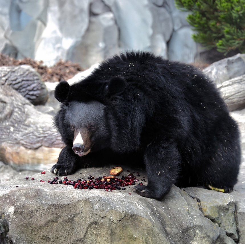 У КиївЗоо остаточно прокинулися ведмеді Бері та Боб