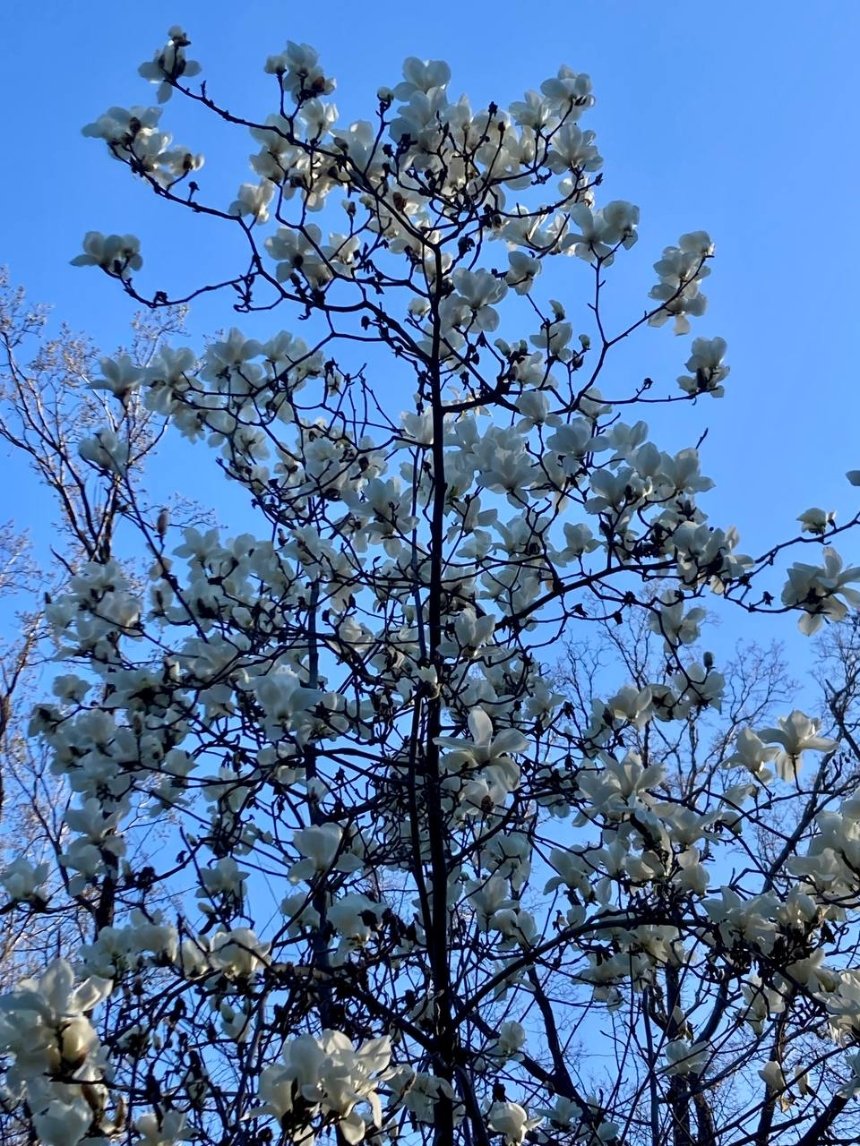 Фото: Наш Київ