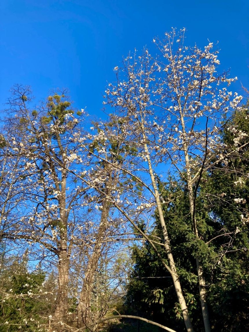 Фото: Наш Київ