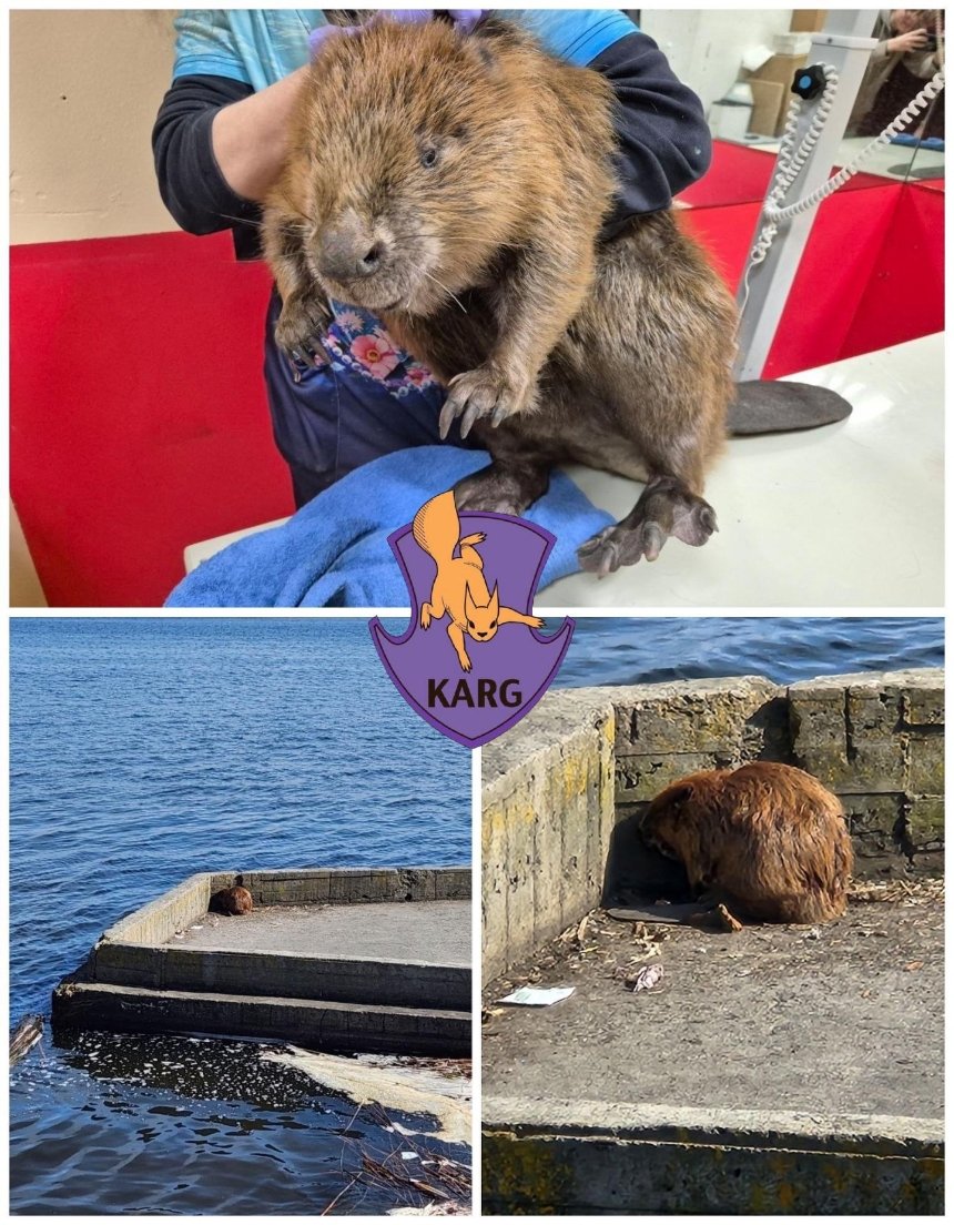 На Київщині розпочалася масова міграція бобрів