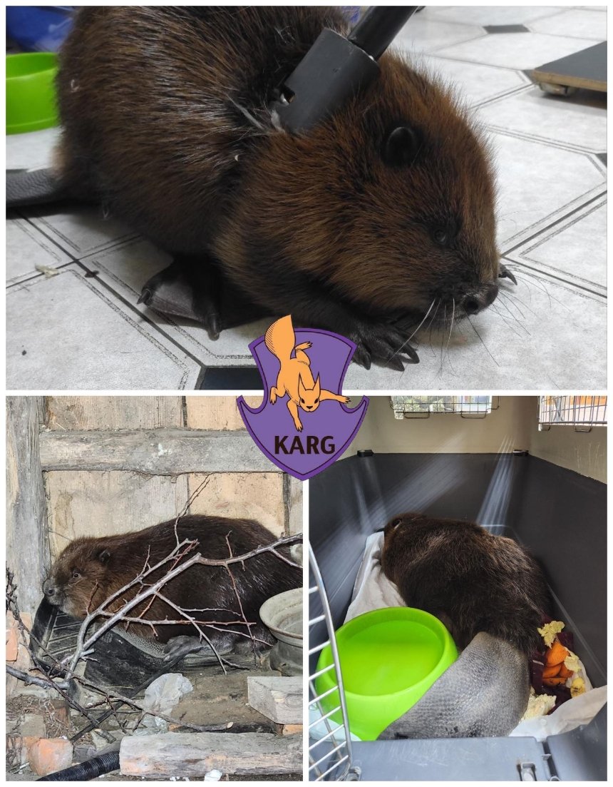 На Київщині розпочалася масова міграція бобрів