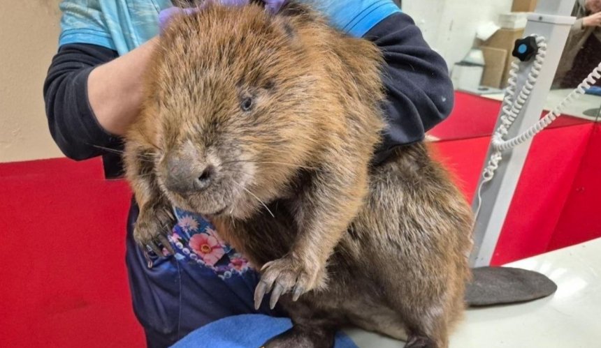 На Київщині розпочалася масова міграція бобрів: як поводитися при зустрічі з гризуном