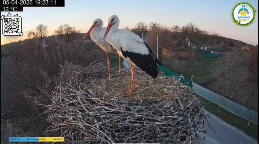 Лелека Одарка повернулася в гніздо і відбила самця у суперниці