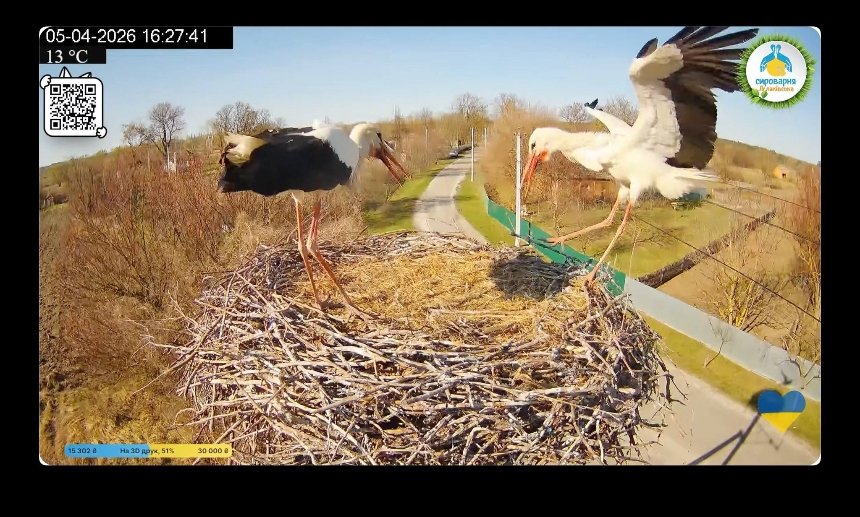Лелека Одарка повернулася в гніздо і відбила самця у суперниці