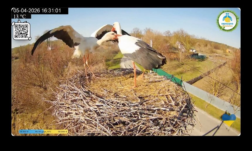 Лелека Одарка повернулася в гніздо і відбила самця у суперниці