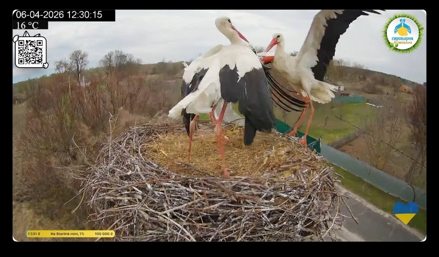 Лелека Грицик відбив своє гніздо у суперника Леля та повернув Одарку