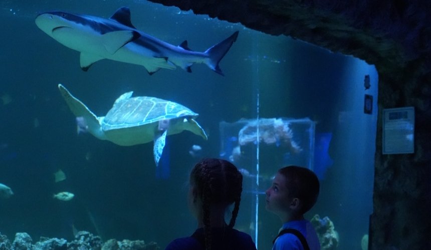 Зоопарк "XII Місяців", "Кідландія", Великодній вікенд у Ясногородці, сезон тюльпанів у Добропарку: куди піти з дітьми у Києві та області в квітні