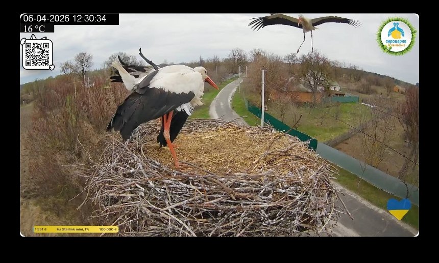 Лелека Грицик відбив своє гніздо у суперника Леля та повернув Одарку