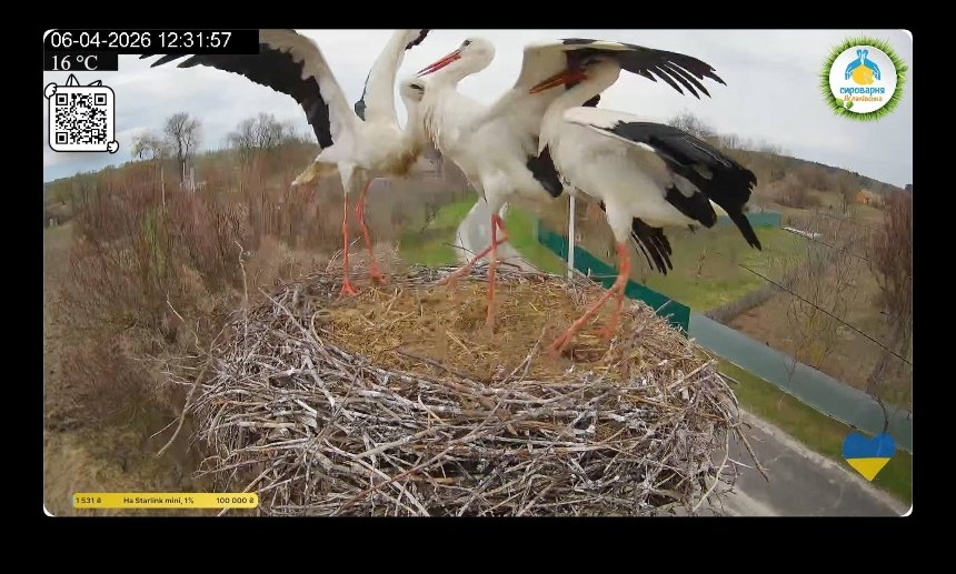 Лелека Грицик відбив своє гніздо у суперника Леля та повернув Одарку