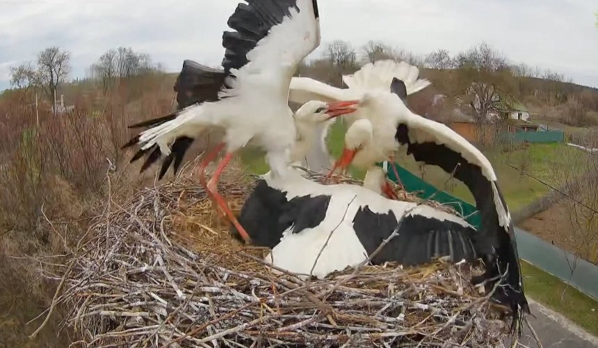 Фінал драми: лелека Грицик відбив своє гніздо у суперника Леля та повернув Одарку