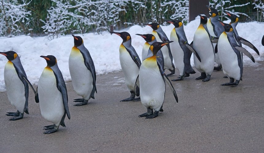 Імператорські пінгвіни та морські котики опинилися під загрозою зникнення: причина