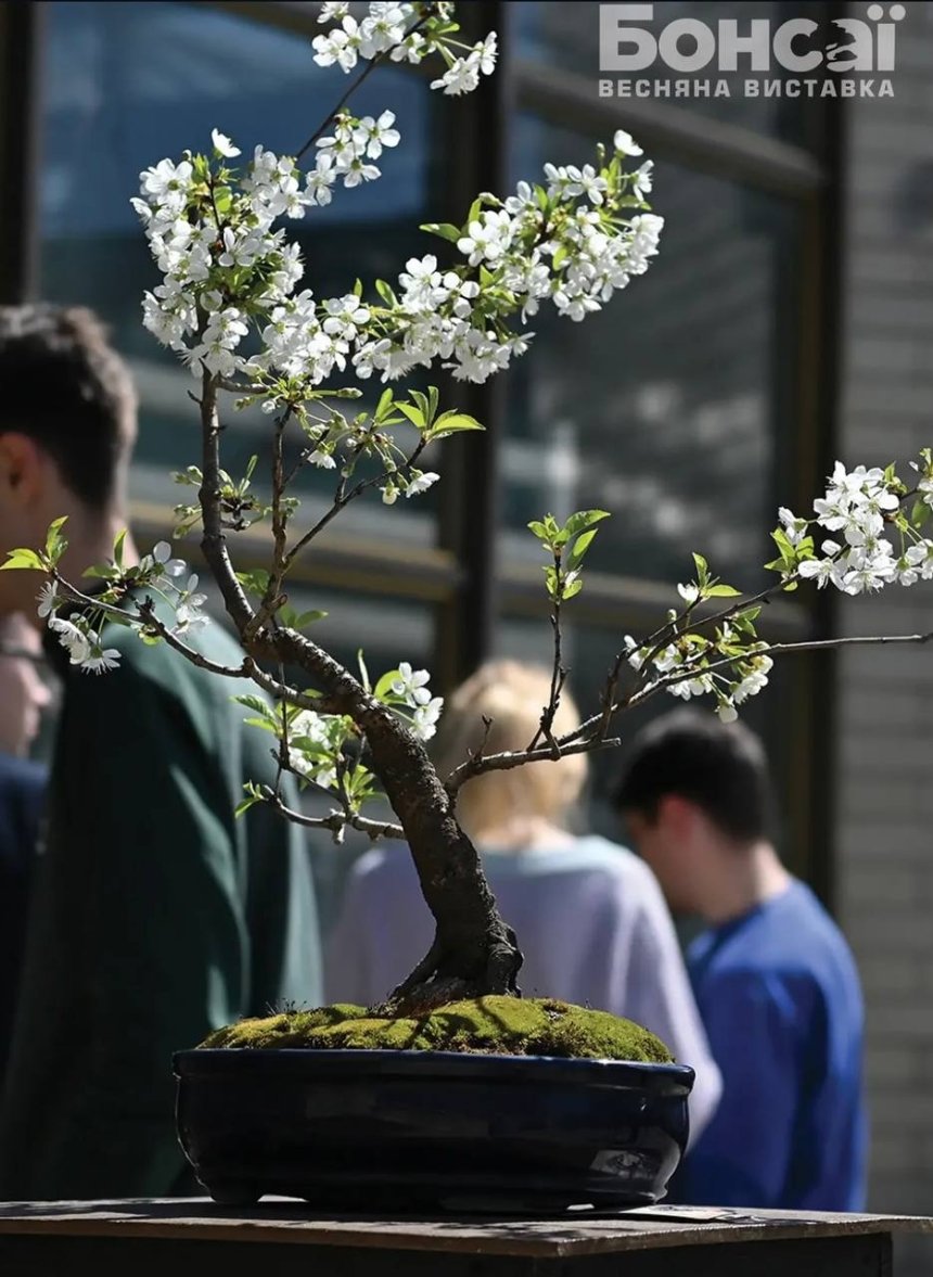 У столичному ботсаду Гришка пройде виставка бонсай