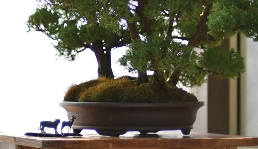 У столичному ботсаду Гришка пройде виставка бонсай: програма заходу