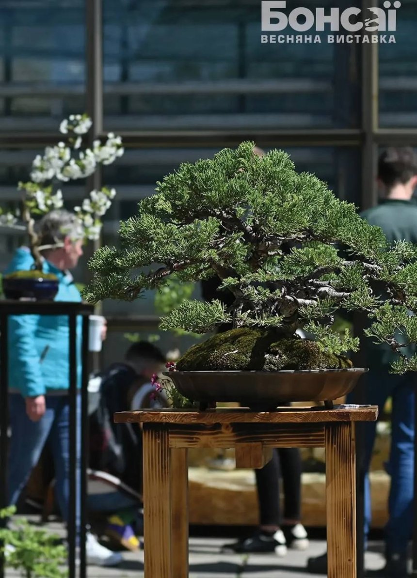 У столичному ботсаду Гришка пройде виставка бонсай