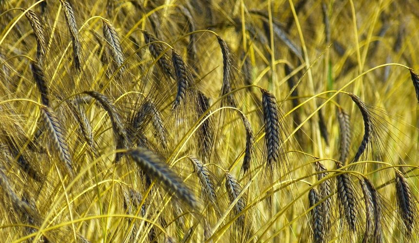 У Чорнобильській зоні понад 5 років незаконно збирали врожай: що відомо