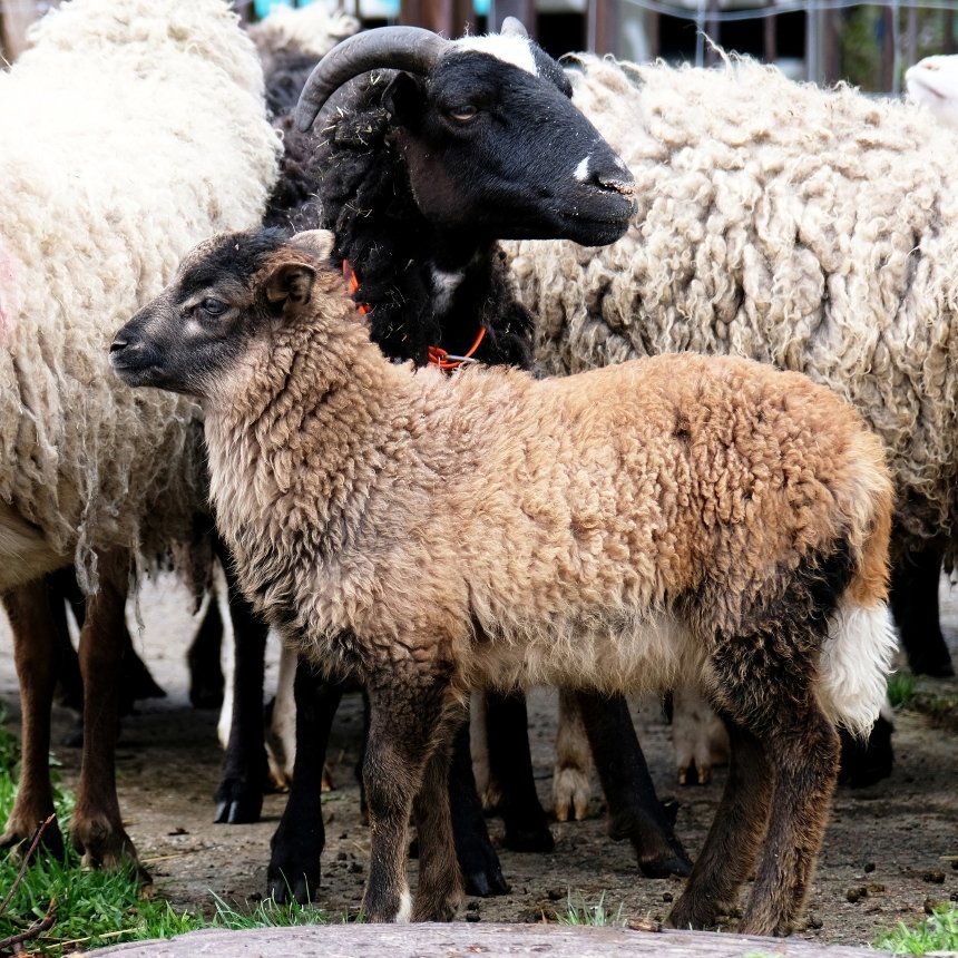 У КиївЗоо запрошують подивитися на грайливих маленьких ягнят