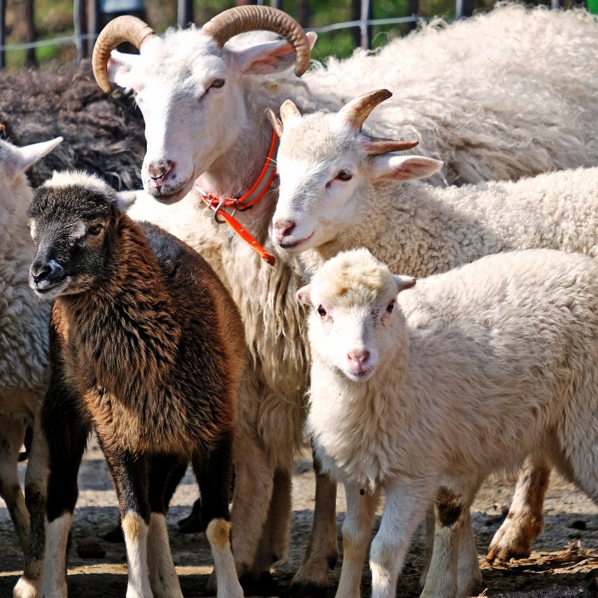 У КиївЗоо запрошують подивитися на грайливих маленьких ягнят