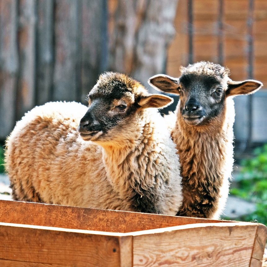 У КиївЗоо запрошують подивитися на грайливих маленьких ягнят