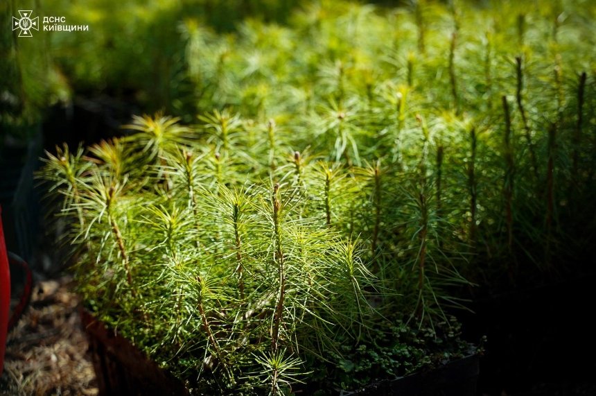 На Київщині висадили новий ліс на розмінованих територіях
