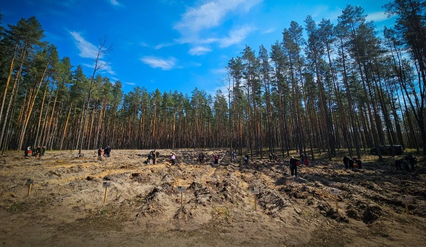 На Київщині висадили новий ліс на розмінованих територіях: фото