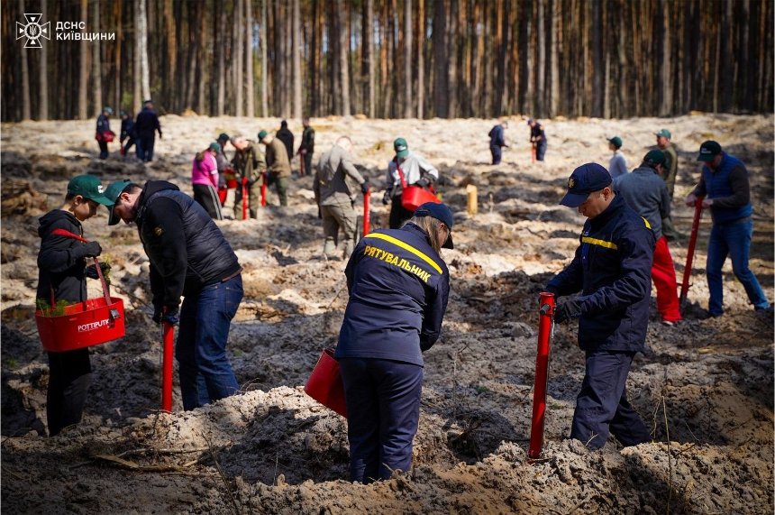 На Київщині висадили новий ліс на розмінованих територіях