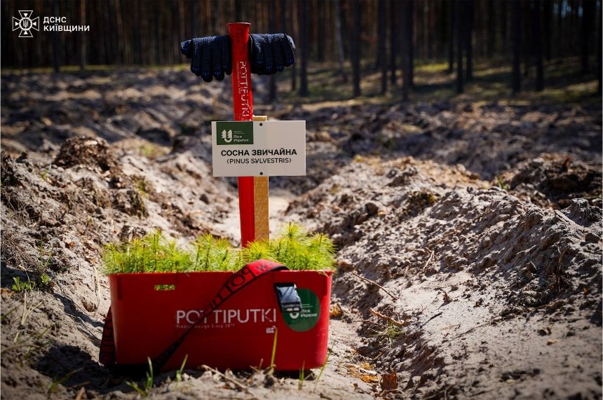 На Київщині висадили новий ліс на розмінованих територіях