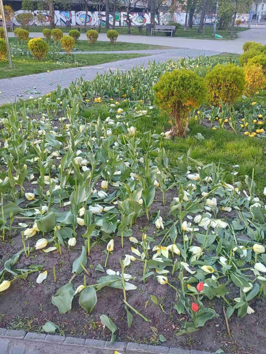 Невідомі масово знищили клумби з тюльпанами у двох районах Києва