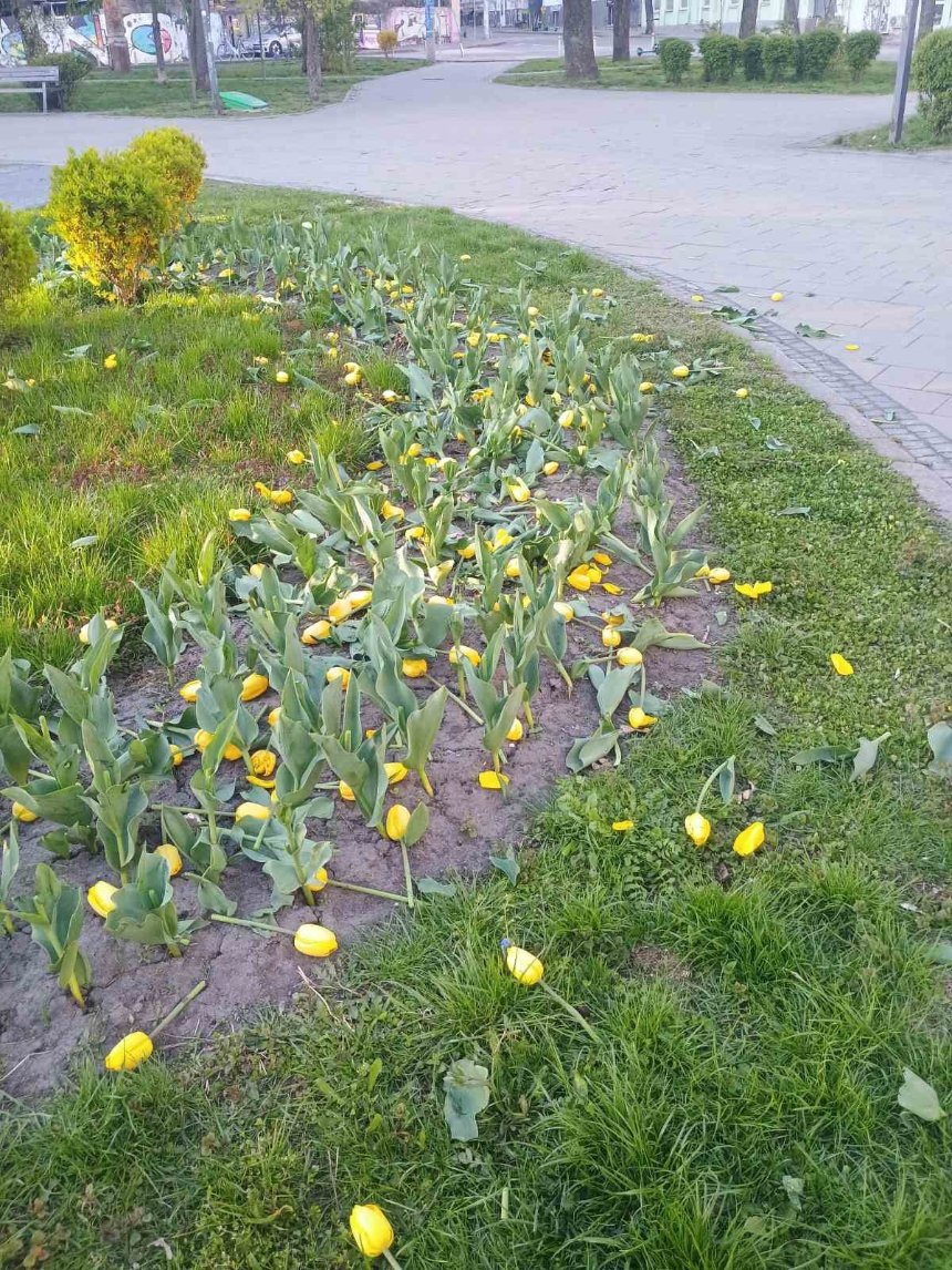 Невідомі масово знищили клумби з тюльпанами у двох районах Києва