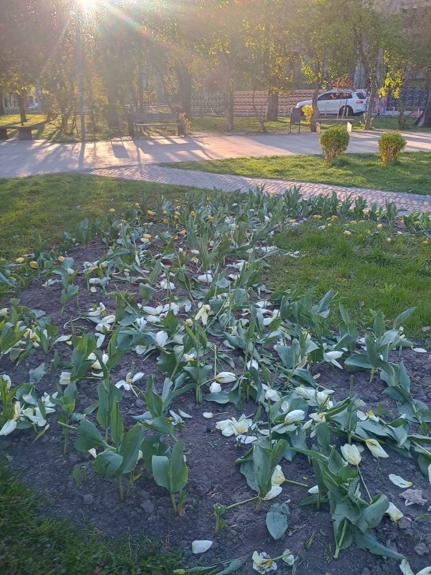 Невідомі масово знищили клумби з тюльпанами у двох районах Києва