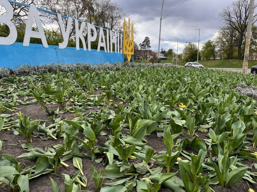 Невідомі масово знищили клумби з тюльпанами у двох районах Києва
