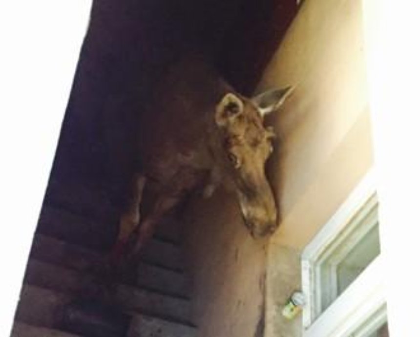 В подвале дома в Буче застрял лось из Беларуси