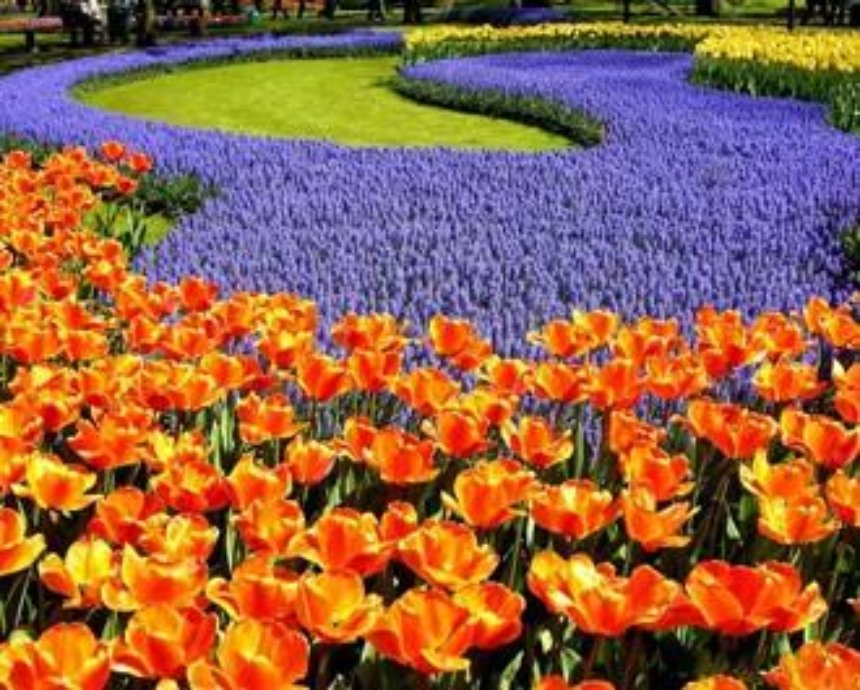 В Киеве ко Дню города высадят миллион цветов