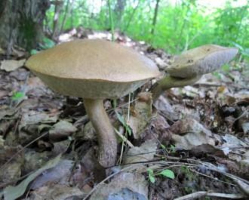 На Киевщине небывалый грибной бум