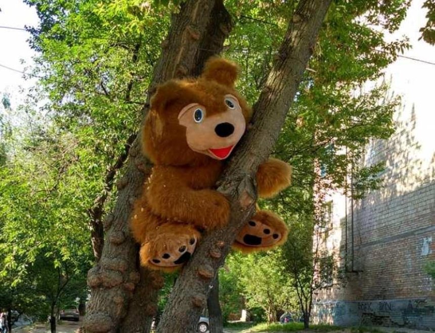 На дереве во дворе Киева появился огромный плюшевый медведь (фото)
