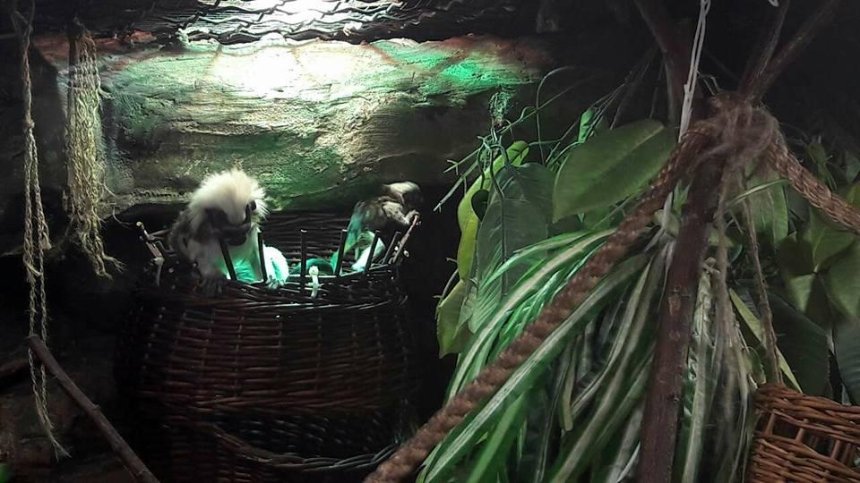 Беби-бум: в столичном мини-зоопарке у обезьян родились две двойни (фото)