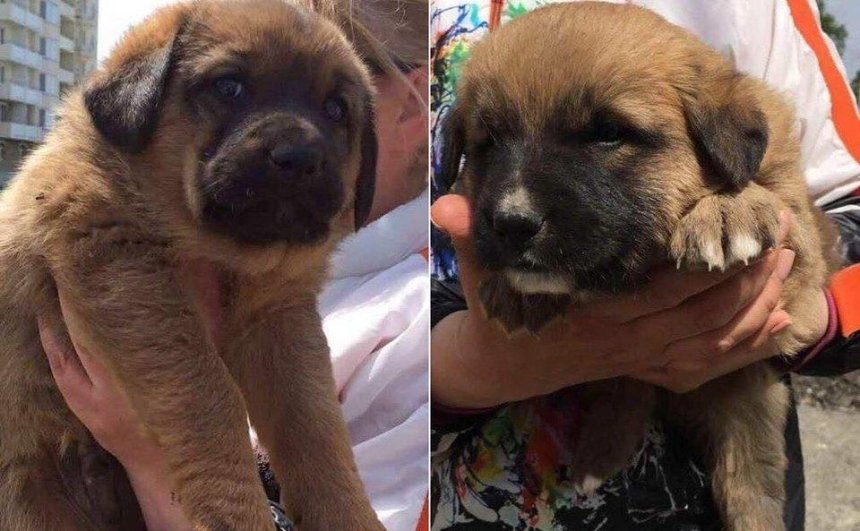 В хорошие руки: два милых щенка ищут новый дом