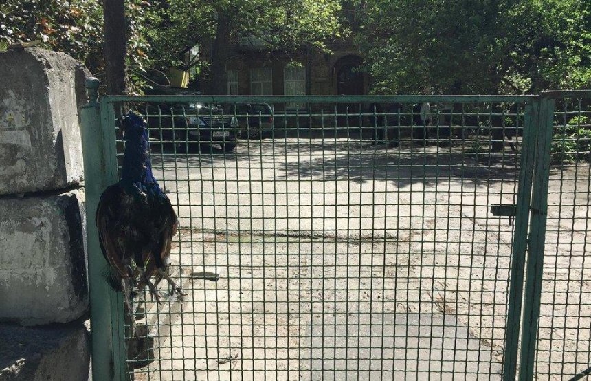 Повесили на заборе: в столице живодеры убили ручного павлина