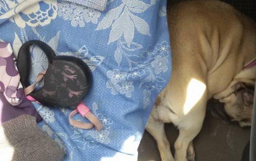 В столице из-за жары умерла запертая в машине собака (фото)