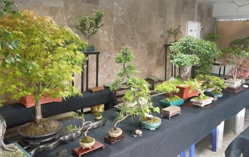 В ботаническом саду проходит выставка растений в стиле бонсай (фото)