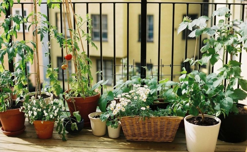 Балконное фермерство: как киевляне выращивают овощи и зелень в квартирах