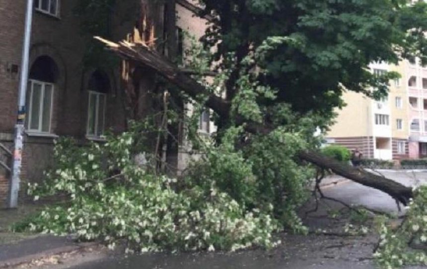 От ветра в Киеве рухнуло дерево (фото)